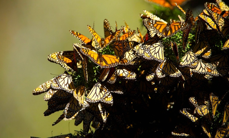 Migrating to LInux Migrating to LInux