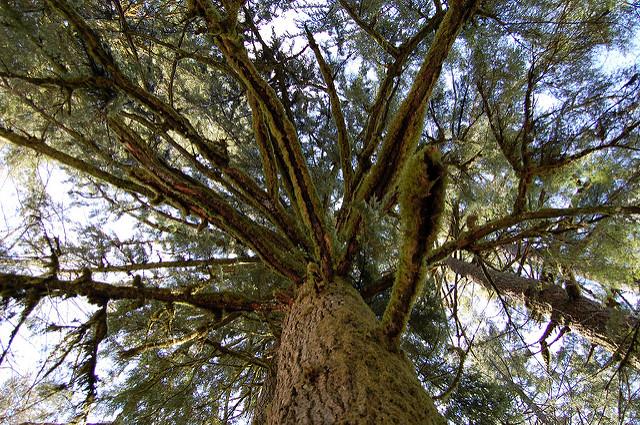 tree branches 树枝