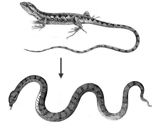 Lizard transformed to snake Lizard transformed to snake