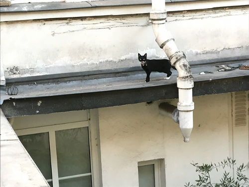 Cat standing on a roof 一只猫站在屋顶