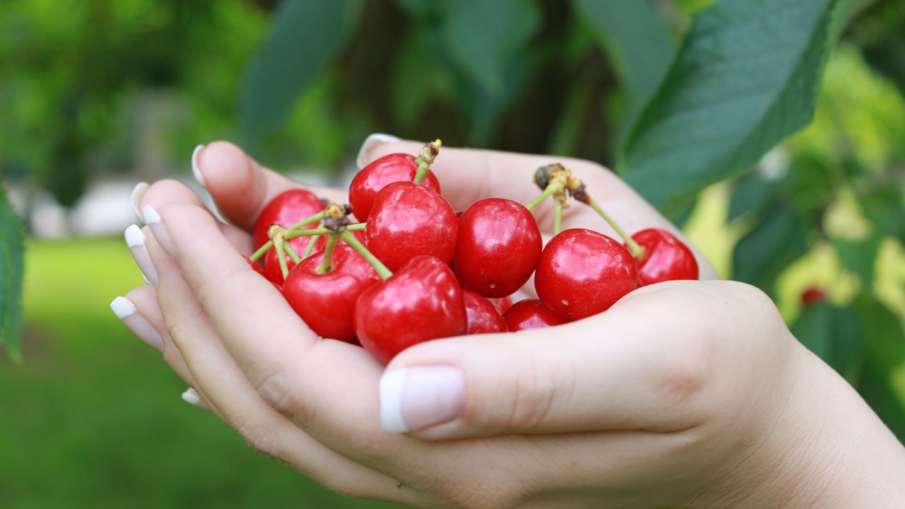 Measuring and baking a cherry pie recipe