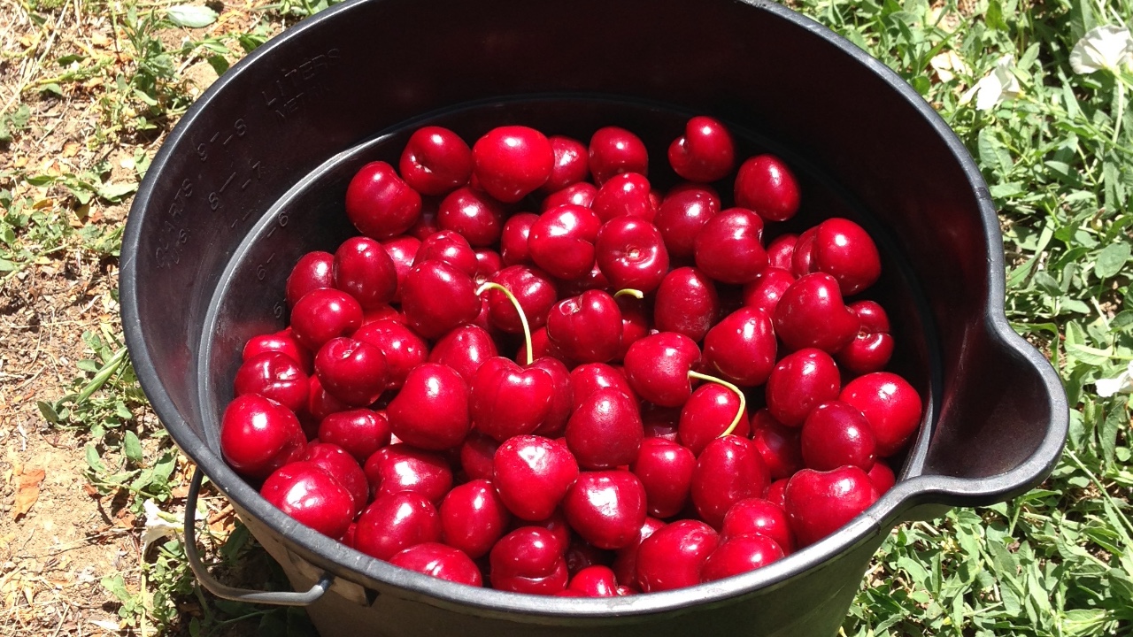 Measuring and baking a cherry pie recipe