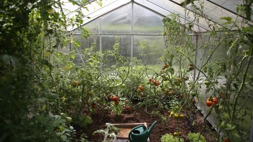 Greenhouse garden with tomatoes 种有西红柿的温室花园