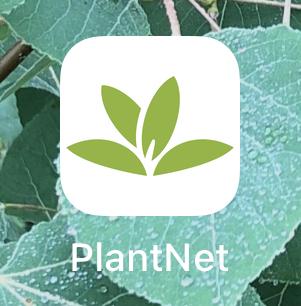 PlantNet smartphone icon PlantNet smartphone icon