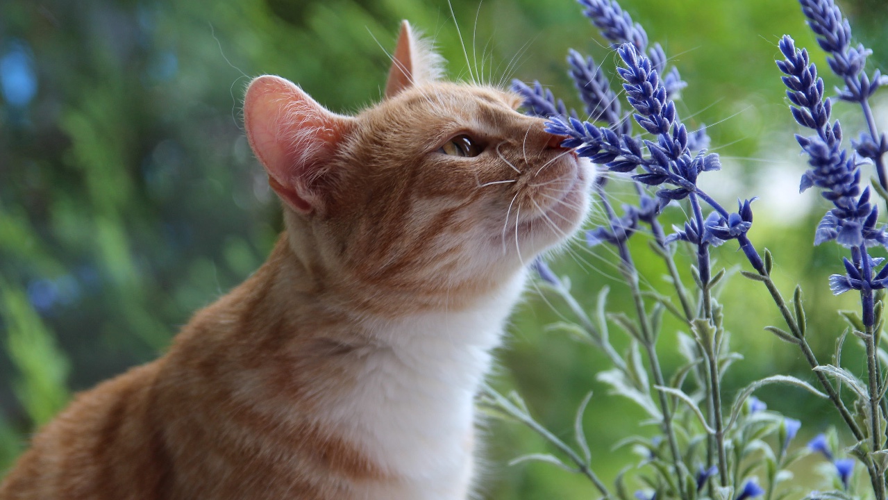 Linux keys on the keyboard for a desktop computer