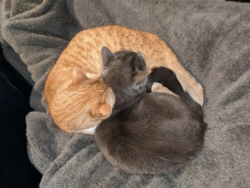 Sleeping cats Sleeping cats