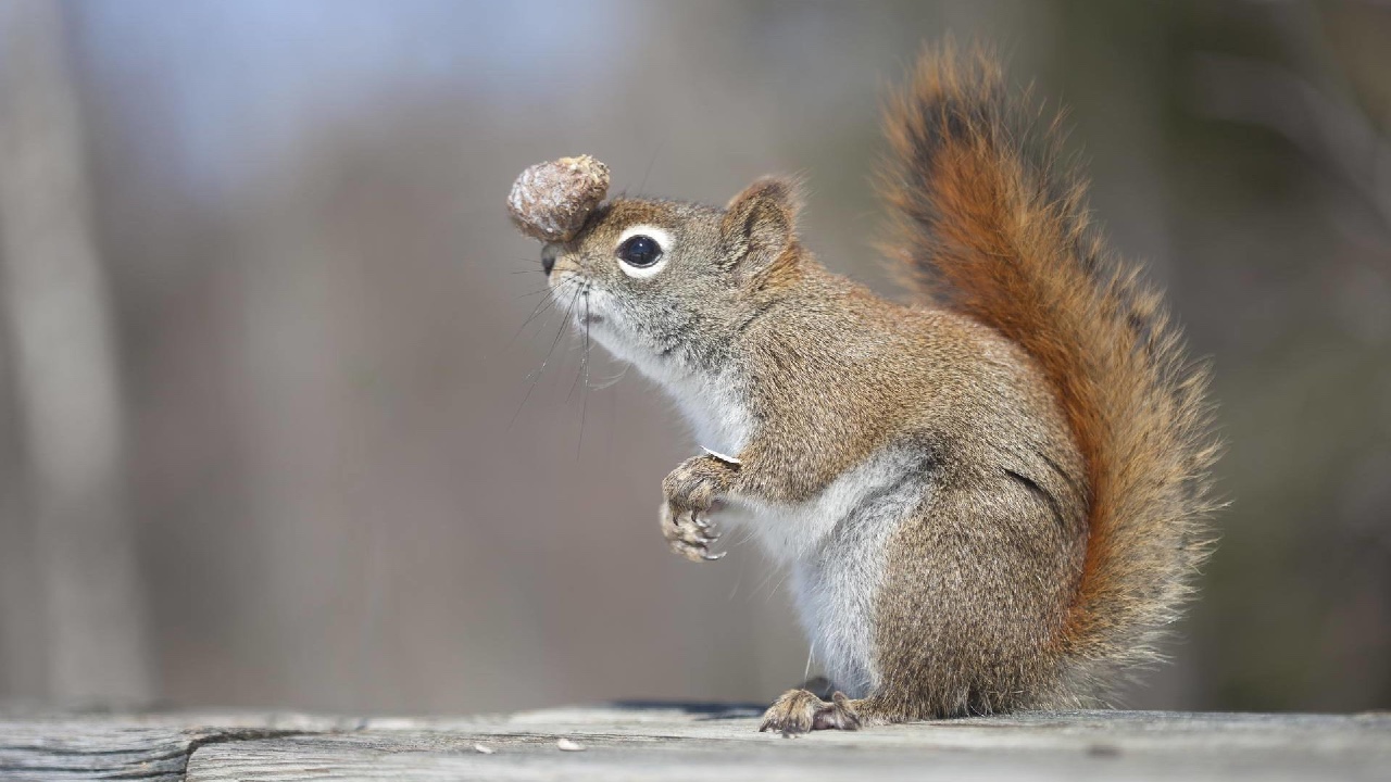 eight stones balancing